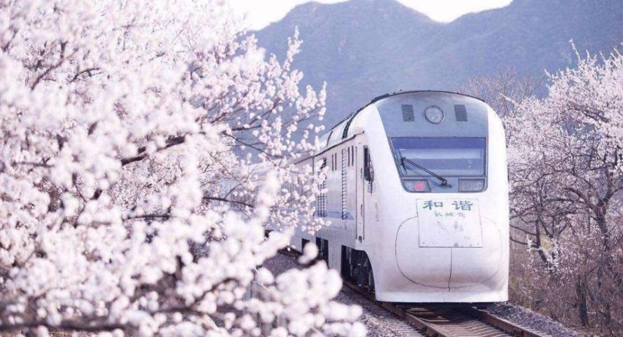 開往春天的列車-和諧號列車穿越居庸關花海