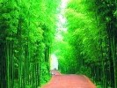 蜀南竹海、興文石林純玩三日游