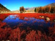 桑堆紅草灘