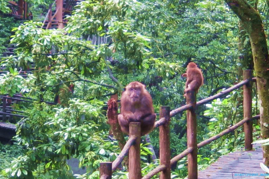 峨眉山生態猴區