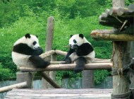 定制游-成都、峨眉山樂山、黃龍溪古鎮、大熊貓基地、青城山、4日游