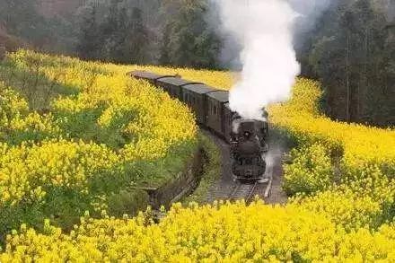 坐上嘉陽蒸汽小火車穿越花海，體驗另一種“慢游”樂趣~