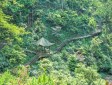 峨眉山自然生態猴區