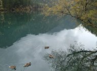 觀天鵝好去處，九寨溝天鵝海放松之旅