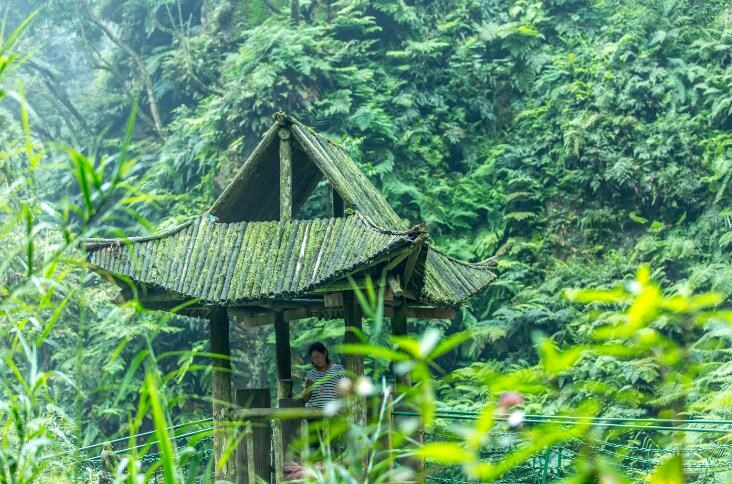 生態猴區，峨眉山的活景觀