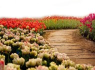 冬季賞花不可錯過的好去處——花舞人間